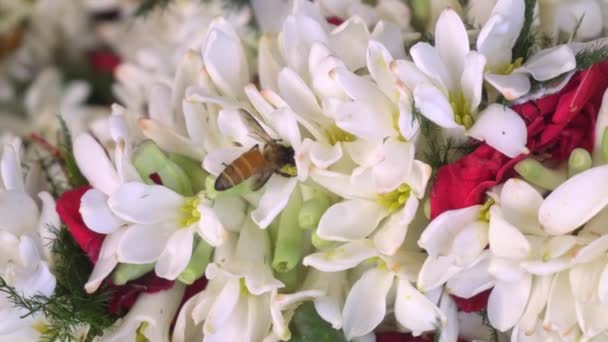 蜂はランクラスの花の庭から蜂蜜を集めています — ストック動画