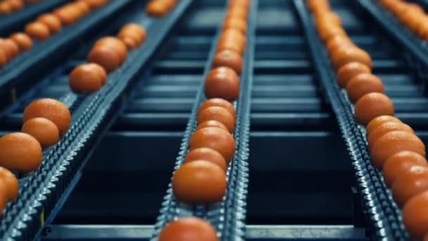 梱包工場で柑橘類の工業生産のソートライン — ストック動画