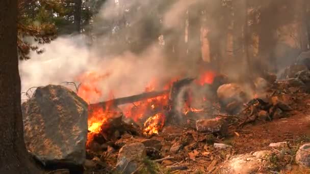 Erdőtűz Ellenőrizetlen Futótűz Vadon Élő Növényzetben Kézi Nézet — Stock videók