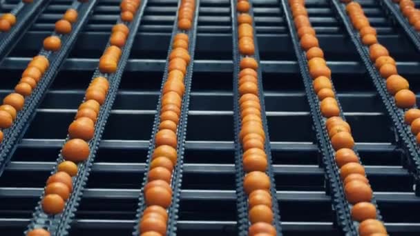 Oranges Pendant Processus Étalonnage Dans Une Ligne Production Moderne Usine — Video