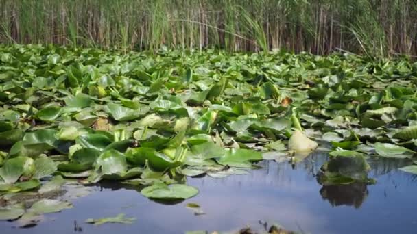 Човен Туристами Дикій Річці — стокове відео