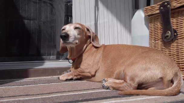 Ένα Παλιό Miniature Dachshund Μια Χαλαρή Σκηνή — Αρχείο Βίντεο