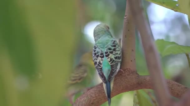 Lovebird Παίζει Κρυφτό Πηδώντας Από Ένα Κλαδί Στο Άλλο Εξωτικό — Αρχείο Βίντεο