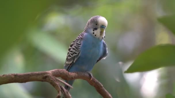 Budgerigar Macho Exótico Melopsittacus Undulatus Con Cere Azul Arañando Cabeza — Vídeos de Stock