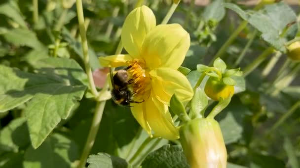 Bee Pollinating Bright Yellow Flower Sunshine Dorset Storbritannien — Stockvideo