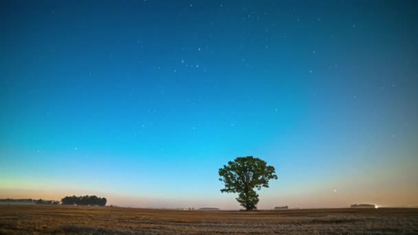 Upływ Czasu Gwiaździstej Nocy Perseid Meteor Shower 2022 Nad Drzewem — Wideo stockowe