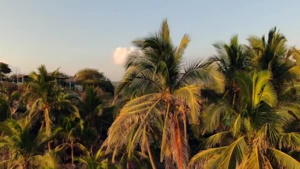 Palmeras Playa Tropical Maruata Michoacán México Retroceso Aéreo — Vídeos de Stock