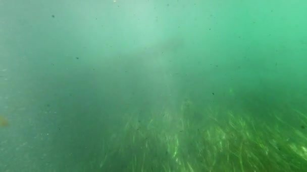 Unterwasser Süßwassersee Flusslandschaft Mit Gras Und Algenreflexen Und Sonnenstrahlen Schwimmerbeine — Stockvideo