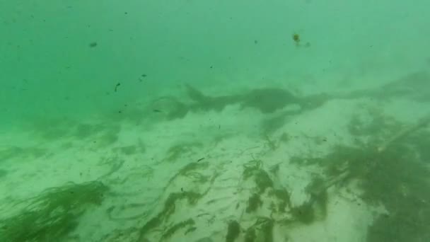 Unterwasser Süßwassersee Flusslandschaft Mit Gras Und Algenreflexen Und Sonnenstrahlen Schwimmerbeine — Stockvideo