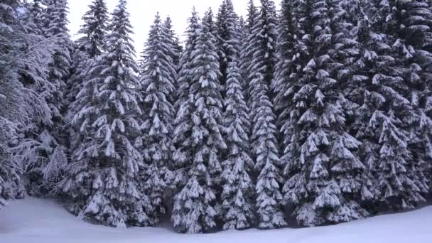 Hombre Caminando Nieve Borde Bosque Pinos Buscando Lugar Para Acampar — Vídeos de Stock