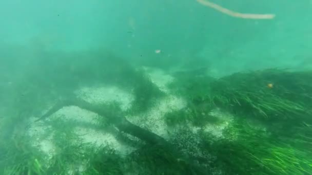 Onderwater Zoetwater Meer Rivier Lente Landschap Met Gras Algen Reflecties — Stockvideo