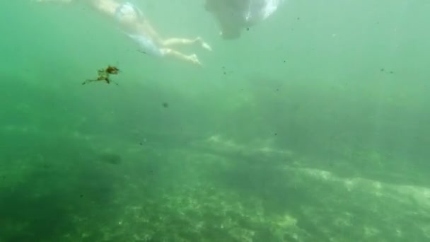 Lago Agua Dulce Submarino Río Paisaje Primavera Con Reflexiones Hierba — Vídeos de Stock
