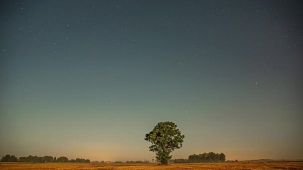 Lapso Tiempo Perseid Meteor Shower Sobre Árbol Solitario Campo Agrícola — Vídeos de Stock