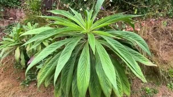 Large Echium Plant Its First Year — Stock Video