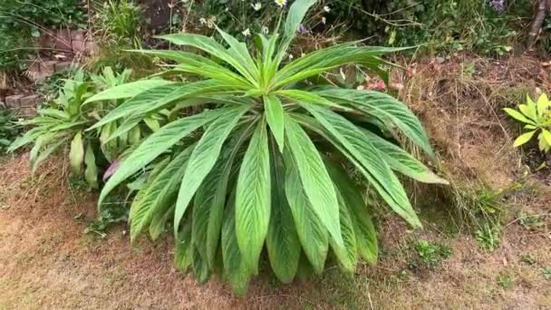 Primo Anno Impianto Echium Giardino Campagna Inglese — Video Stock