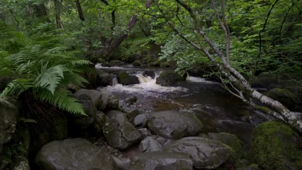Scénický Pohled Potok Nebo Řeku Lesích Lake District National Park — Stock video