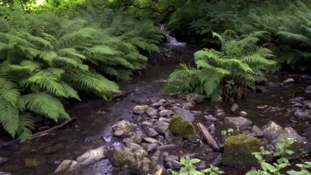 Gyönyörű Csendes Patak Páfrányok Cumbrian Woods Erdőben — Stock videók