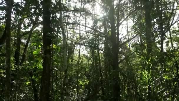 熱帯大西洋の熱帯雨林 太陽の光で反射する緑豊かな葉 傾きを下げて — ストック動画
