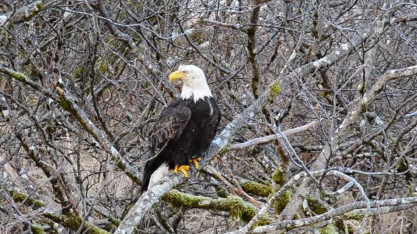 阿拉斯加科迪亚克岛 一只孤独的老鹰坐在厚厚的橡木丛中觅食 — 图库视频影像