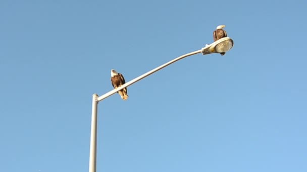 阿拉斯加科迪亚克岛上一对秃头的老鹰一起坐在街上的路灯上 — 图库视频影像