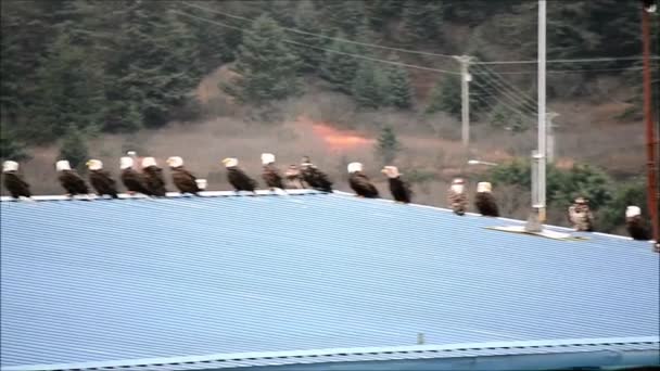 Eine Große Gruppe Weißkopfseeadler Säumt Die Dächer Von Fischverarbeitungsbetrieben Auf — Stockvideo