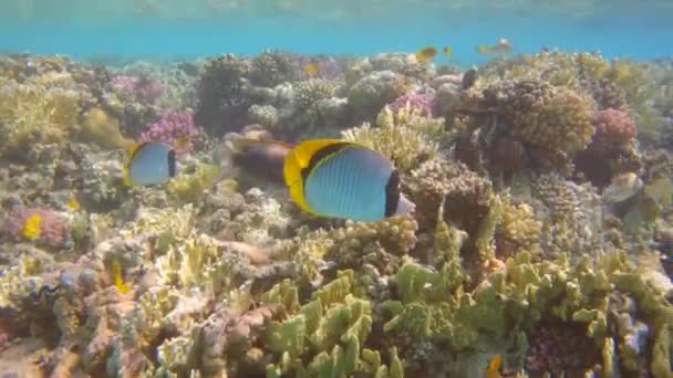 Peces Mariposa Forrados Nadando Arrecife Coral Tropical Cámara Lenta — Vídeos de Stock