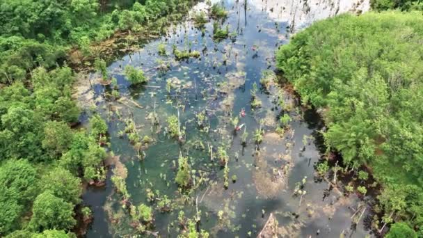 Kajakpaddling Mangroveskogen Nang Krabiprovinsen Thailand Aerial Tilt — Stockvideo