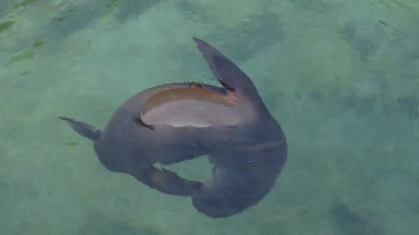 Close Sea Lion Scratching Itself Underwater Galapagos Islands Ecuador Handheld — Stock Video