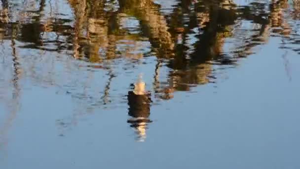 阿拉斯加科迪亚克岛荒原上 一只秃头鹰栖息在河边的一棵树上 — 图库视频影像