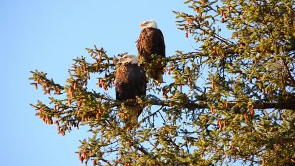 阿拉斯加科迪亚克岛上 一对秃头的老鹰夫妇在多风的一天栖息在一棵树上 — 图库视频影像