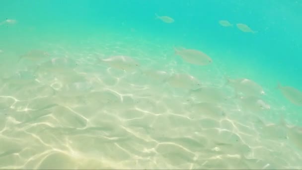 Peixes Marinhos Nadando Nas Águas Azuis Claras Oceano Atlântico Fuerteventura — Vídeo de Stock