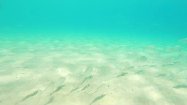 Grupo Peixes Mar Fundo Mar Fuerteventura Island Espanha Nas Canárias — Vídeo de Stock