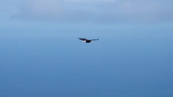 Ein Einsamer Weißkopfseeadler Fliegt Anmutig Über Die Berge Und Das — Stockvideo