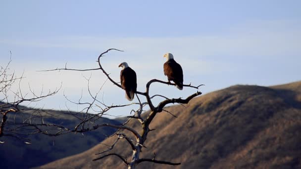 2羽のハゲがコディアック島の山々と荒野を見下ろす木に腰掛けていますアラスカ — ストック動画