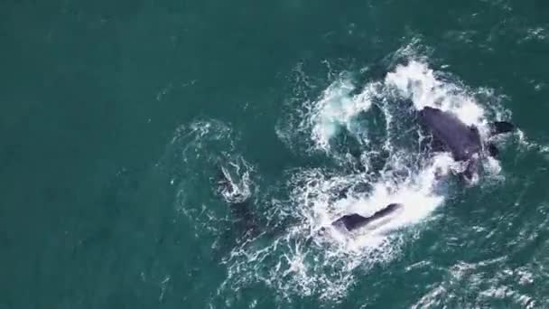 Brincalhão Bezerro Baleia Rola Cima Sua Mãe Que Está Cabeça — Vídeo de Stock