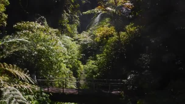 Skupina Turistů Kráčející Vyvýšeném Visutém Mostě Mezi Zelenou Džunglí Indonéském — Stock video