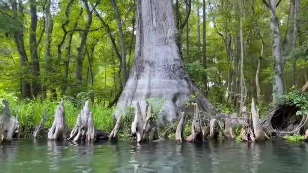4Kフロリダ州の一タックニー川を浮遊し チューブ澄んだ青い緑色の水春は ヒノキの木や草やユリのパッド 苔や湿地の土地でいっぱい — ストック動画