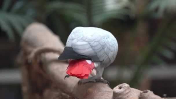 Espécies Ameaçadas Inteligente Congo Papagaio Cinzento Africano Psittacus Erithacus Caminhando — Vídeo de Stock