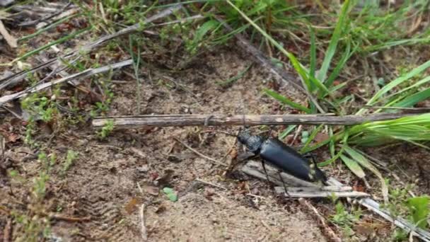 黑色甲虫在沙地 小树枝和草地上爬行的近距离追踪镜头 — 图库视频影像