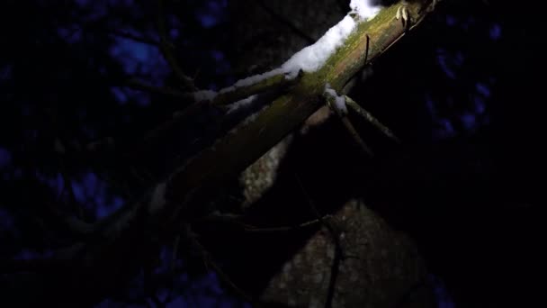 Muž Odstřeluje Větvičky Kmene Mrtvého Stromu Během Chladného Zimního Večera — Stock video