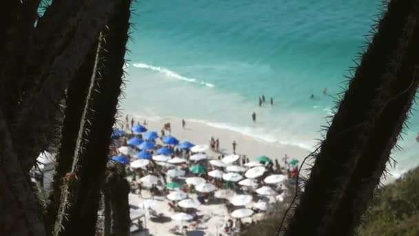 Plantas Cactus Primer Plano Con Vistas Una Hermosa Playa Turquesa — Vídeos de Stock