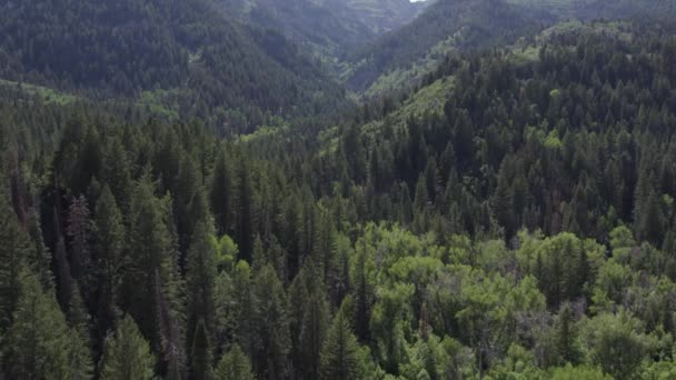 Hermoso Paisaje Bosque Verde Con Exuberantes Montañas American Fork Utah — Vídeo de stock