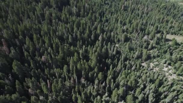 Vista Arriba Hacia Abajo Del Denso Bosque Coníferas Las Montañas — Vídeos de Stock