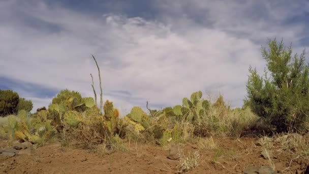 Een Time Lapse Schot Tussen Cactus Rotsen Zand Van Woestijn — Stockvideo