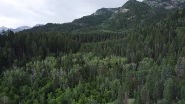 Dense Coniferous Trees American Fork Canyon Wasatch Mountains Summer Utah — 비디오