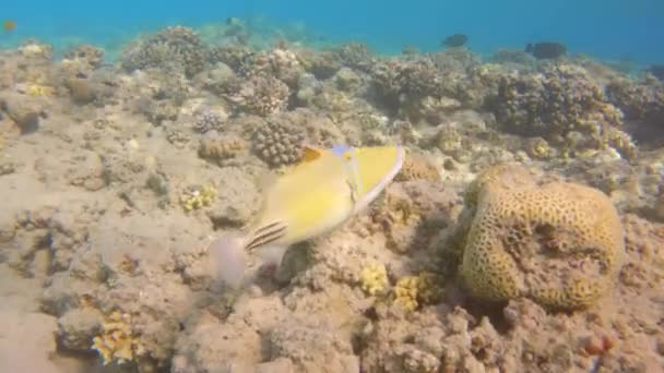 Picasso Peixes Nadando Recife Coral Close Câmera Lenta — Vídeo de Stock