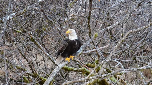 Ein Einsamer Weißkopfseeadler Sucht Unter Den Dicken Erlen Von Kodiak — Stockvideo