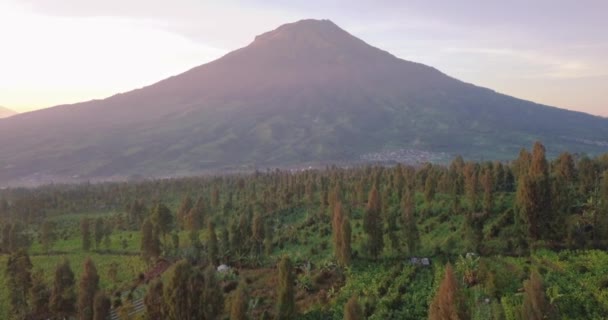 Vista Aérea Plantação Rural Tabaco Pela Manhã Com Montanha Gigante — Vídeo de Stock