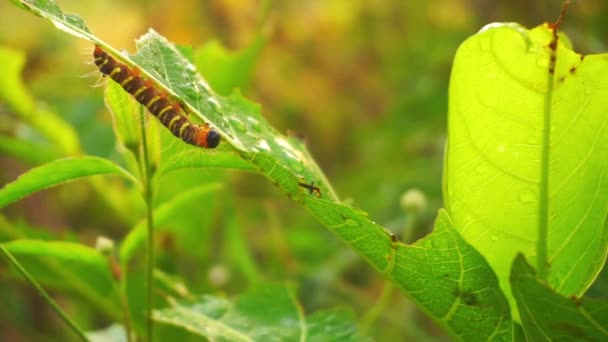 Close Shot Wild Caterpillar Crawling Green Leaf Morning Sunrise — Stock Video