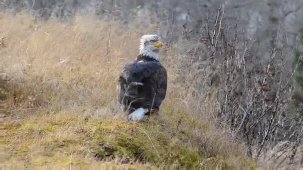 一只秃头的老鹰在阿拉斯加科迪亚克岛的荒原上大便 然后飞走了 — 图库视频影像
